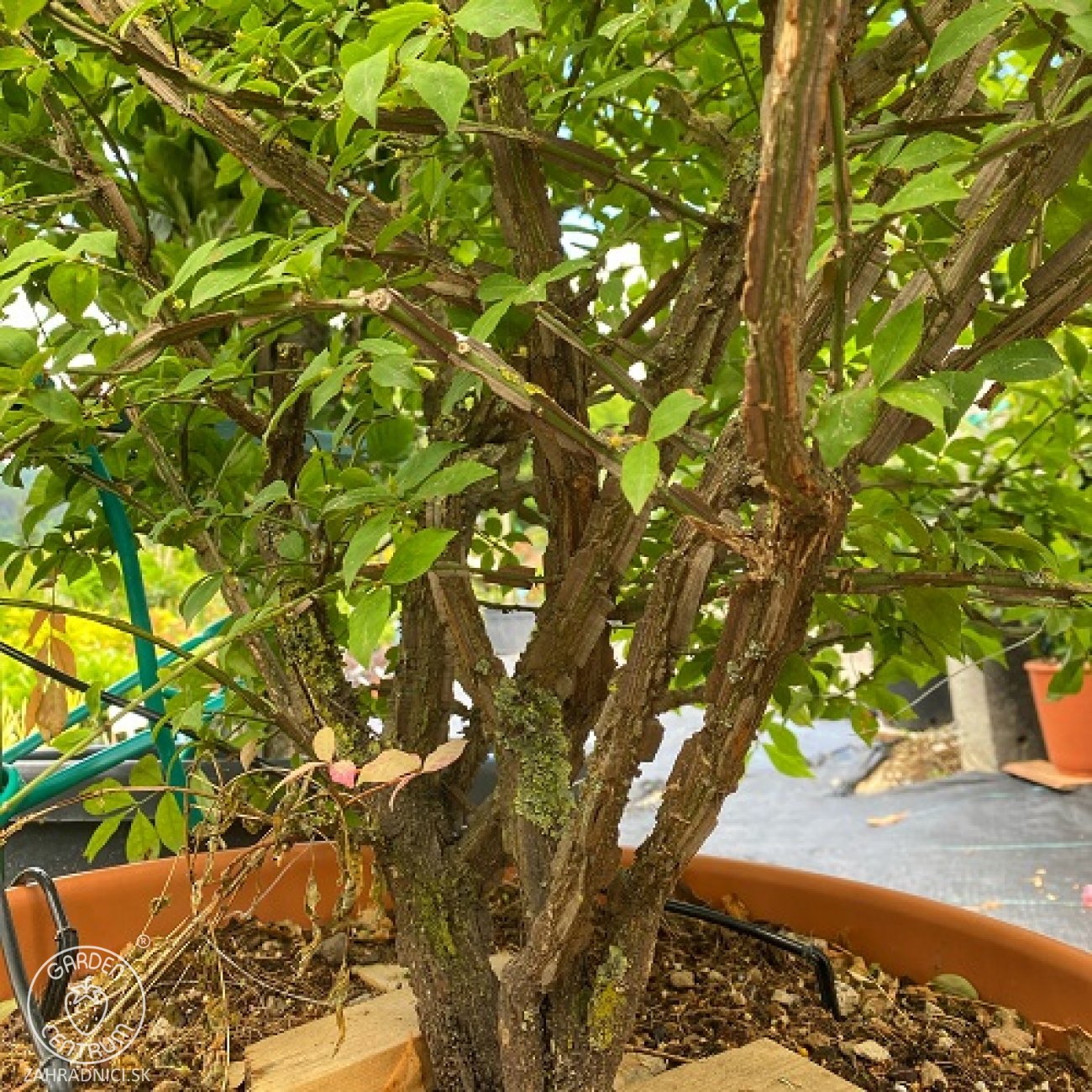 Obrázok Bršlen krídlatý (Euonymus Alatus) - výška 230-250 cm, kont. C70L - VIACKMENNÝ